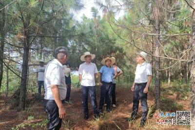 撫州市林業局局長吳開發赴崇仁調研林改工作，助力林業產品銷售升級