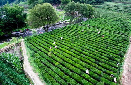 變與不變 白河現(xiàn)代農(nóng)業(yè)園區(qū)的幸福密碼