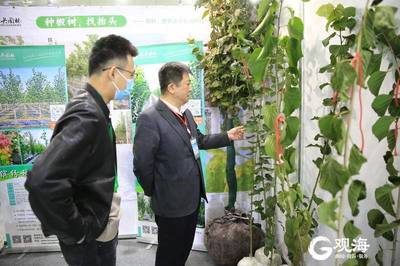 青島林產(chǎn)新名片 融合生態(tài)與科技，'青島林品'閃耀中國(guó)林交會(huì)