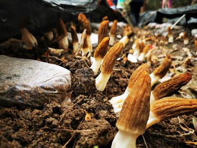 深山新產業 石阡鴛鴦湖村羊肚菌試種豐收，科技助農開辟多元致富路